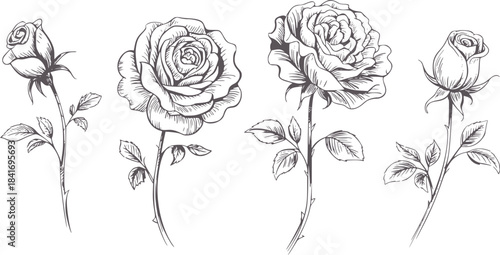 Black and white hand drawn of four roses in different bloom stages