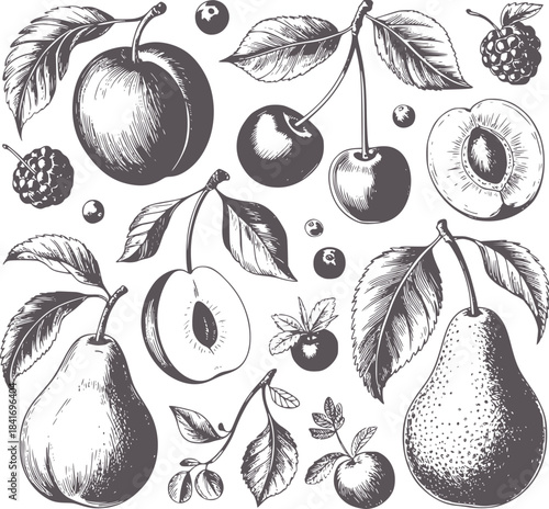 Detailed black and white botanical of fruits and leaves