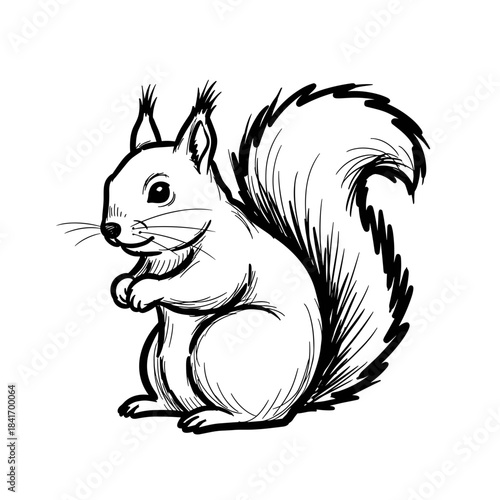 Squirrel cartoon illustration with bushy tail standing upright  