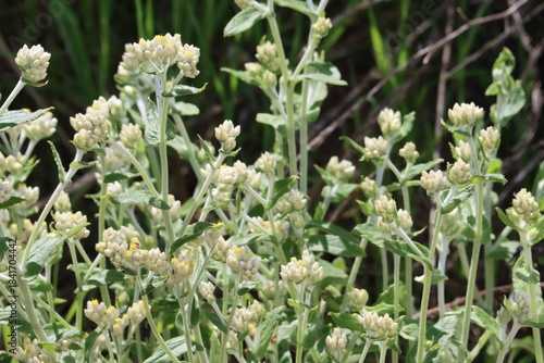 Bicolor Everlasting, Pseudognaphalium Biolettii, a lavish native gynomonoecious perennial herb displaying terminal racemose disciform head inflorescences during Spring in Coastal Los Angeles County.