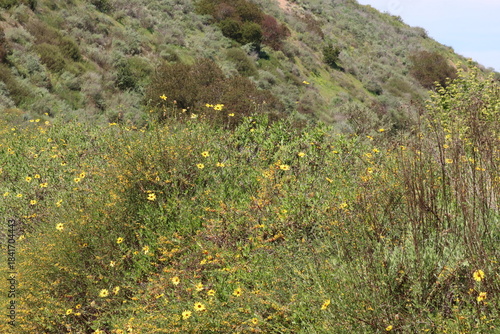 Very few patches of the critically endangered Coastal Sage Scrub plant community remain in Los Angeles County. This incredibly biodiverse habitat needs our awareness and protection.