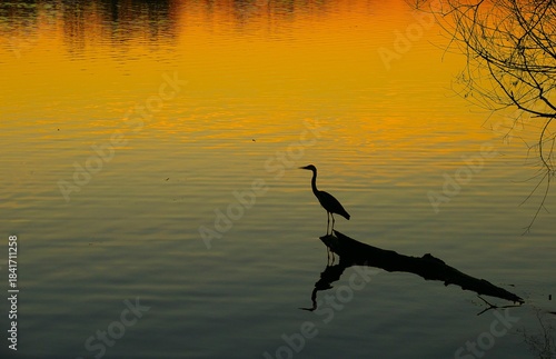 A heron bird standing on the branch trunk in the peaceful lake with reflection in the golden sunset, bird silhouette background, water birds