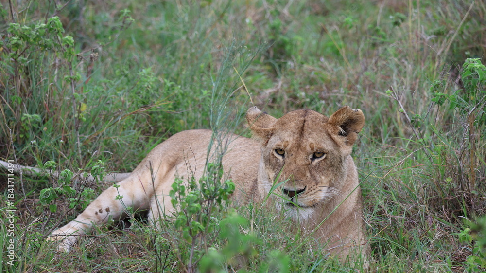 Fototapeta premium A close-up portrait of a female lion in the wild, capturing strength, elegance, and calm focus in natural light.