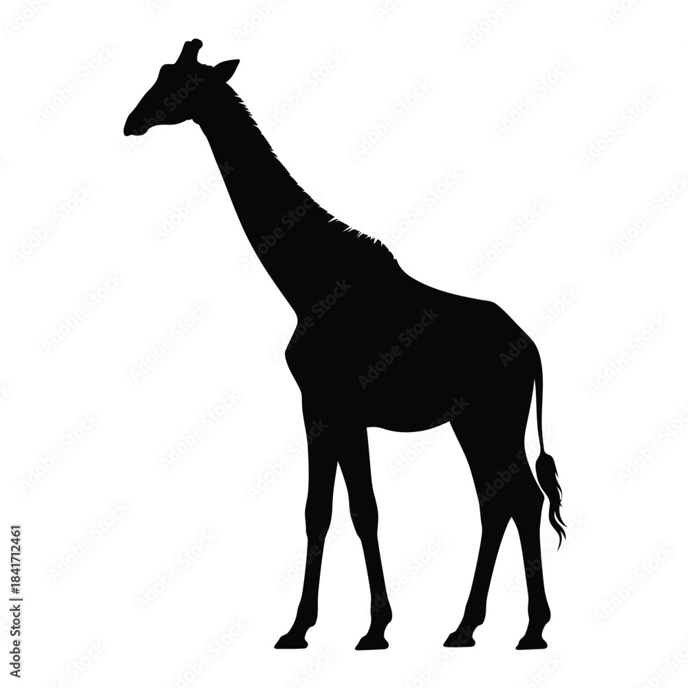Fototapeta premium A striking silhouette of a giraffe standing in a simple profile view