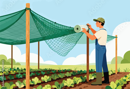 Farmer adjusting protective netting over rows of vibrant green lettuce crops