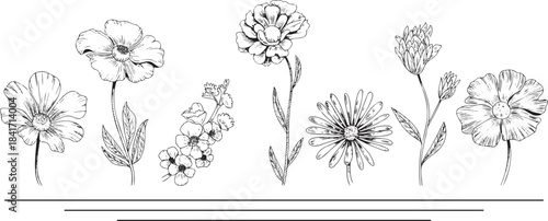Hand Drawn Floral Border Set: Black and White Flower Sketches on Stems