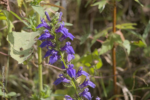 Great Blue Lobelia Wildflower Spire in Summer Meadow