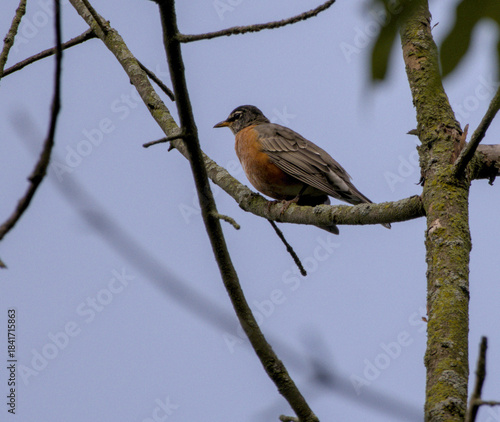 American Robin Perched on Mossy Branch in Early Autumn