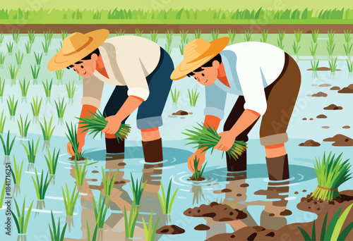 Two farmers in conical hats plant rice seedlings in a flooded paddy field