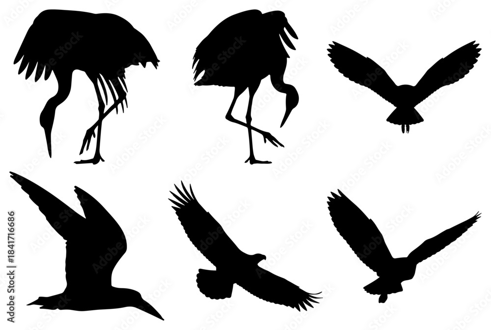 Fototapeta premium Various bird silhouettes isolated on white background set