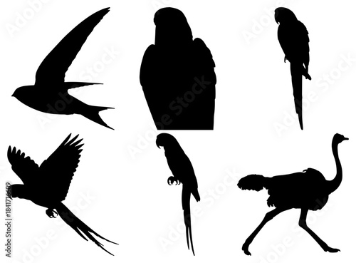 Collection of diverse bird silhouettes in flight and standing poses