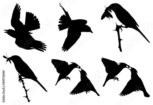 Diverse bird silhouettes in various natural poses and actions