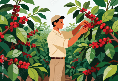 Man harvesting ripe red berries from coffee plants in a lush green plantation