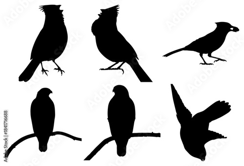 Collection of bird silhouettes in various poses and actions isolated