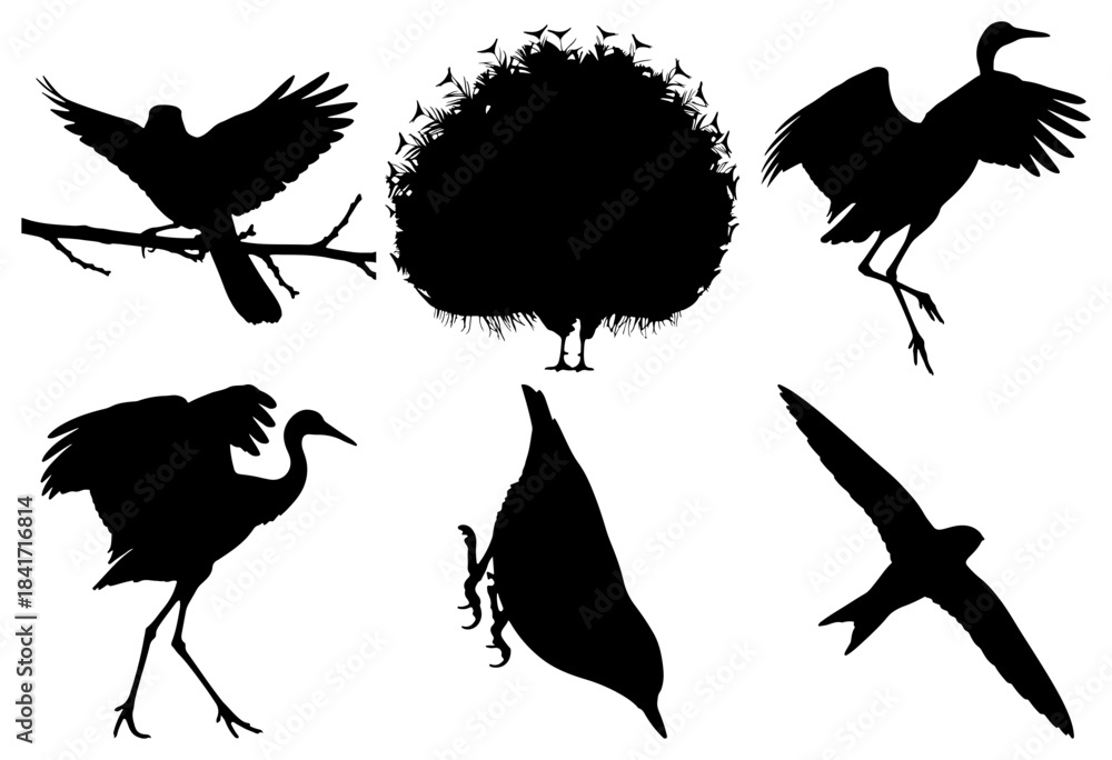 Fototapeta premium Diverse bird silhouettes collection on white background isolated