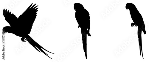 Three parrot silhouettes: flying, standing, perched isolated