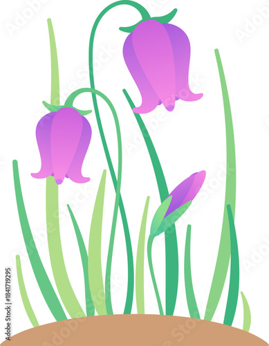 Purple bellflowers blooming in earthy garden illustration