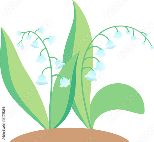 Lily of the valley flowers blooming in spring