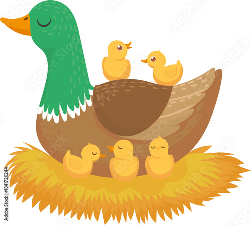 Mother duck nurturing small ducklings protecting family in nest