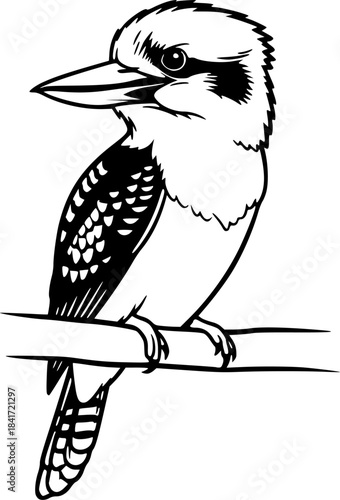 kookaburra silhouette line art vector illustration with a white background
