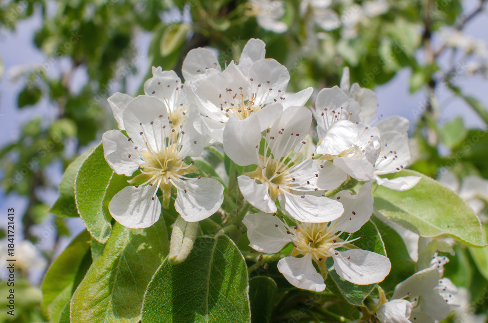 Fototapeta premium apple tree flowers