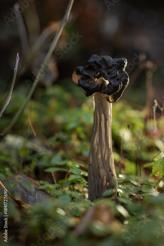 Картината върху платно A striking macro shot of the Black Elfin Saddle mushroom, or Helvella lacunosa, characterized by its black, contorted cap and its dramatically fluted and ribbed grayish-brown stem