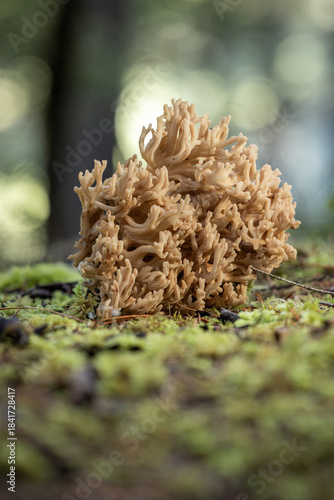 Принти на полотні A striking macro shot of the Black Elfin Saddle mushroom, or Helvella lacunosa, characterized by its black, contorted cap and its dramatically fluted and ribbed grayish-brown stem