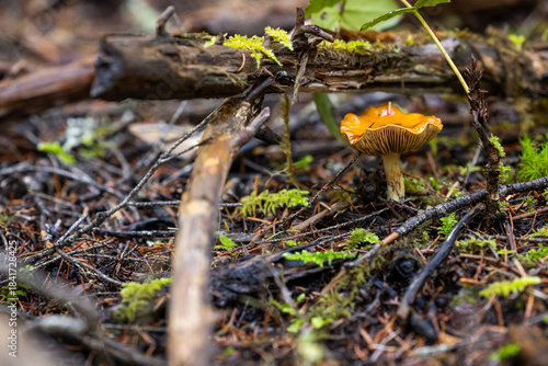 Φωτογραφία A striking close-up of a small, bright orange wild mushroom, likely a Waxy Cap species, set against the dark, textured underbrush of the Southern Oregon forest