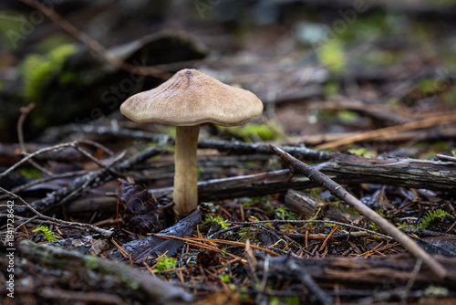 Fotografi A beautifully composed, low-angle photograph of a solitary wild mushroom standing amidst the underbrush and debris of the Southern Oregon forest floor