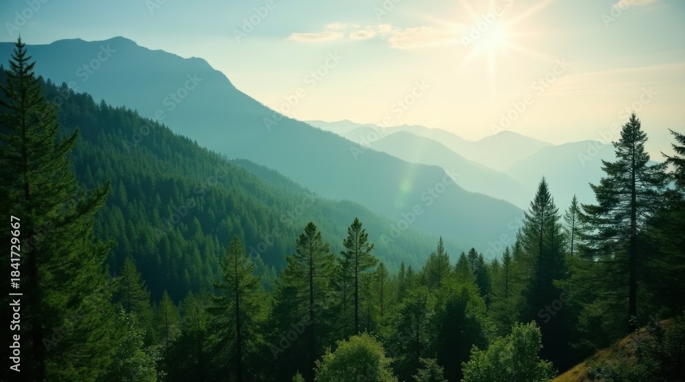 Fototapeta premium Beautiful forest background. Green mountain with pine trees and sunlight in sky 
