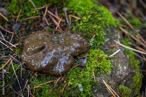 Photography A detailed close-up of a fresh piece of dark, wet wildlife scat (animal feces), likely from a fox, coyote, or other wild canine, resting on a moss-covered rock and forest debris