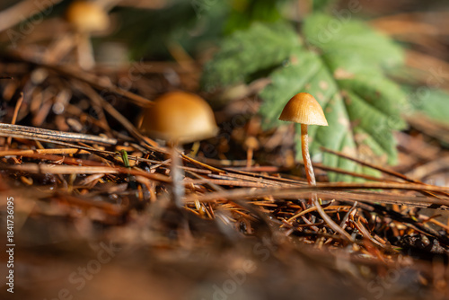 A low-angle macro view featuring two tiny mushrooms with orange-brown caps and slender stems, nestled in a dense bed of pine needles and woody debris.