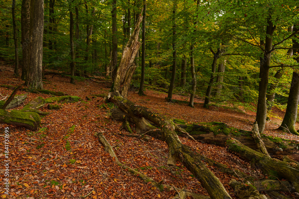 Obraz premium Baumgiganten und Totholz im Naturschutzgebiet Rohrberg im Naturpark Spessart, Landkreis Aschaffenburg, Unterfranken, Franken, Bayern, Deutschland