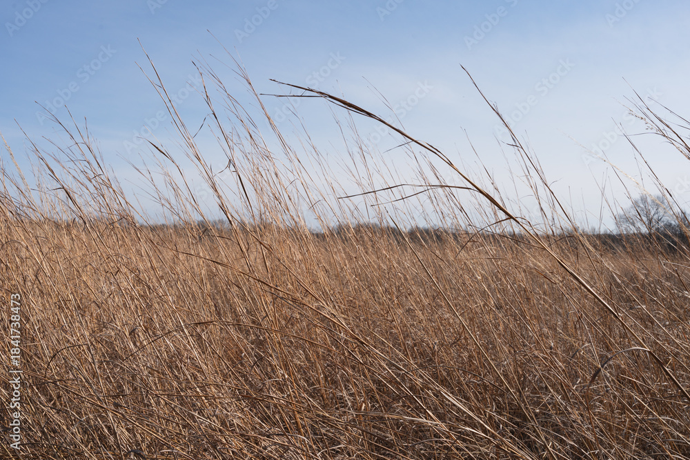 Fototapeta premium Tall Prairie Grass at a Conservation Area in Missouri
