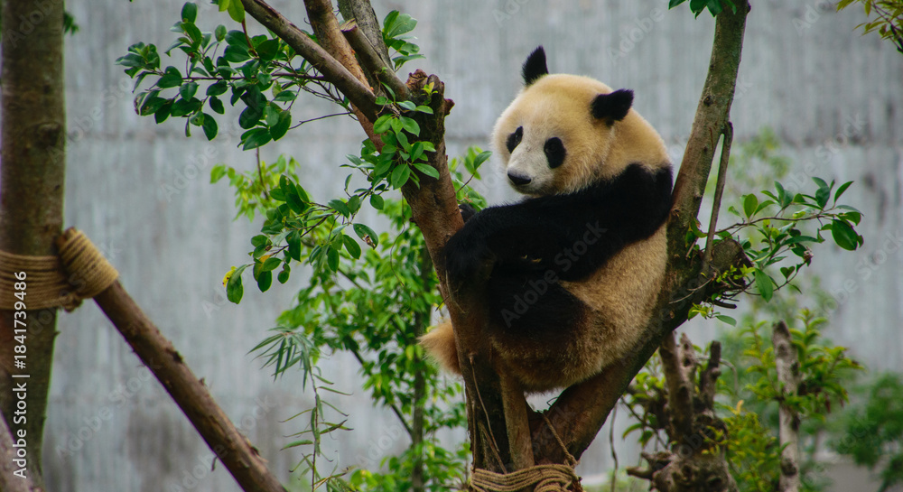 Obraz premium Chengdu