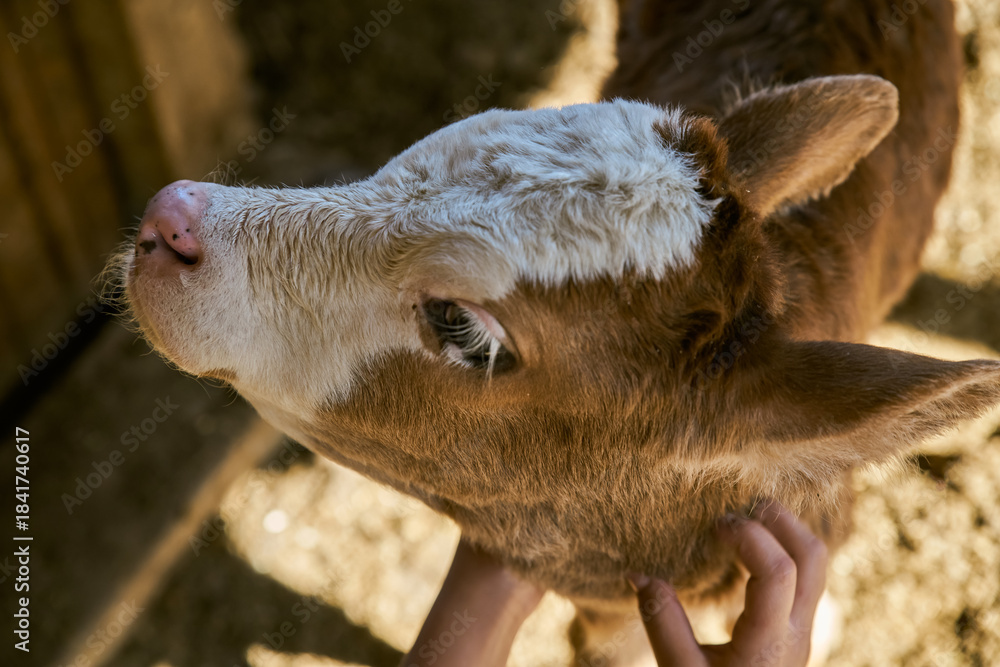 Fototapeta premium Brown Calf in Rural Pen