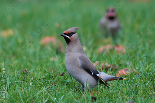 Bohemian waxwing (Bombycilla garrulus)