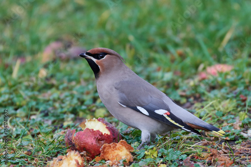 Bohemian waxwing (Bombycilla garrulus)