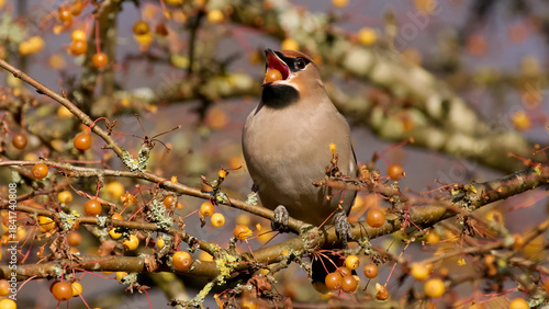 Bohemian waxwing (Bombycilla garrulus)
