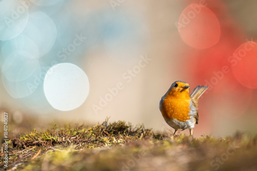 Closeup of european robin standing on the ground with a blurred background of Christmas decorations
