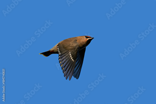 Bohemian waxwing (Bombycilla garrulus)