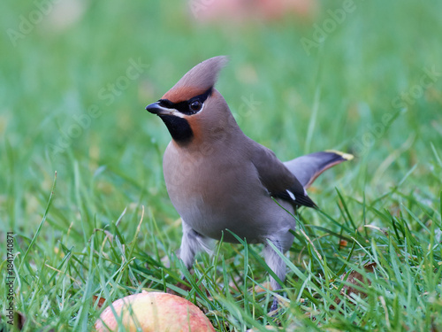 Bohemian waxwing (Bombycilla garrulus)