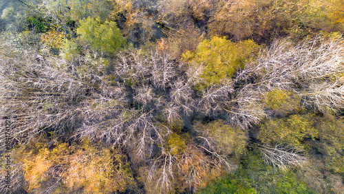 top of autumn forest