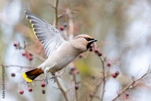 Bohemian waxwing (Bombycilla garrulus)