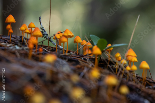 Photos A captivating macro photograph featuring a large, dense colony of tiny, bright orange pinwheel mushrooms (likely Mycena species) emerging from a bed of dark pine needles on the forest floor