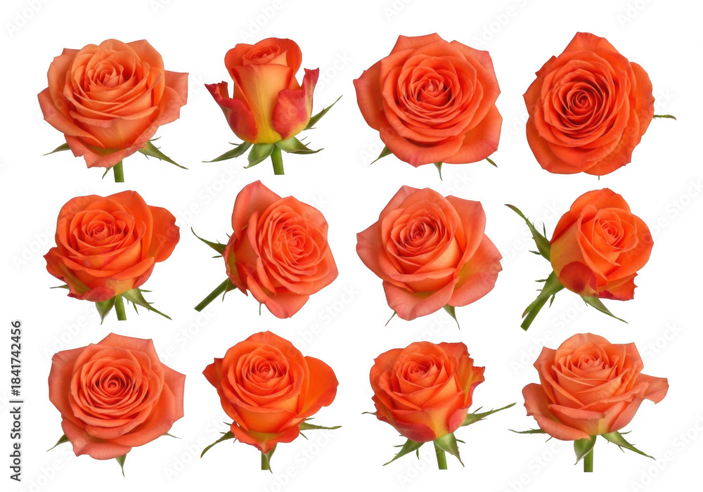 Fototapeta premium Collection of vibrant orange roses isolated on transparent background, showcasing diverse bloom stages and angles