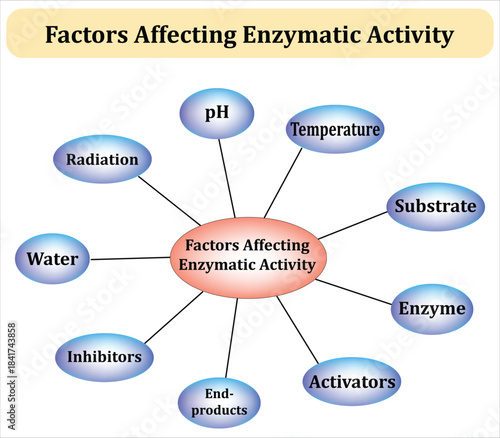 factors affecting enzymatic activity mind map diagram infographic is ideal for biochemistry, biology, medical, and scientific presentations