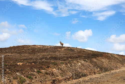 Donkeys in the barren landscape of Boa Vista, Cape Verde, Africa