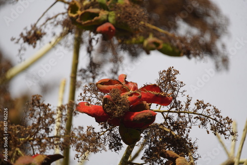 Vászonkép Sterculia foetida is a soft-wooded tree that can grow up to 35 metres tall