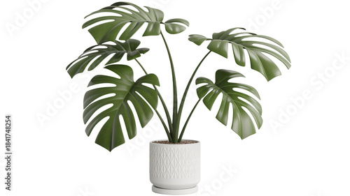 Modern Monstera plant in stylish white pot isolated on black background brings a touch of nature indoors, perfect for home decor and design projects